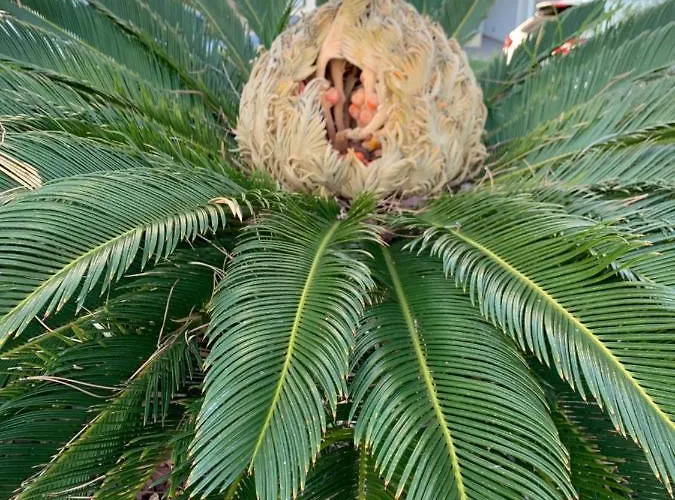 Lägenhet Le Grand Large *