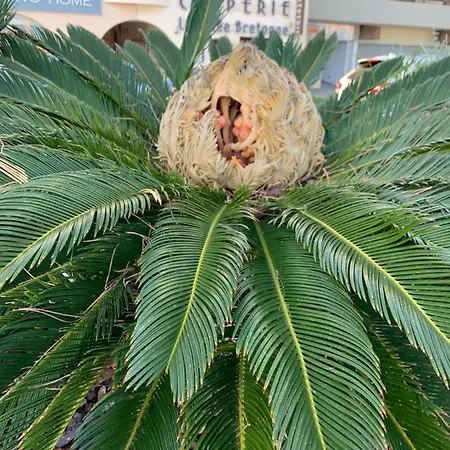 Apartment Le Grand Large *